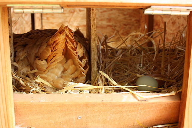 egg-laying end of a chicken, and two eggs